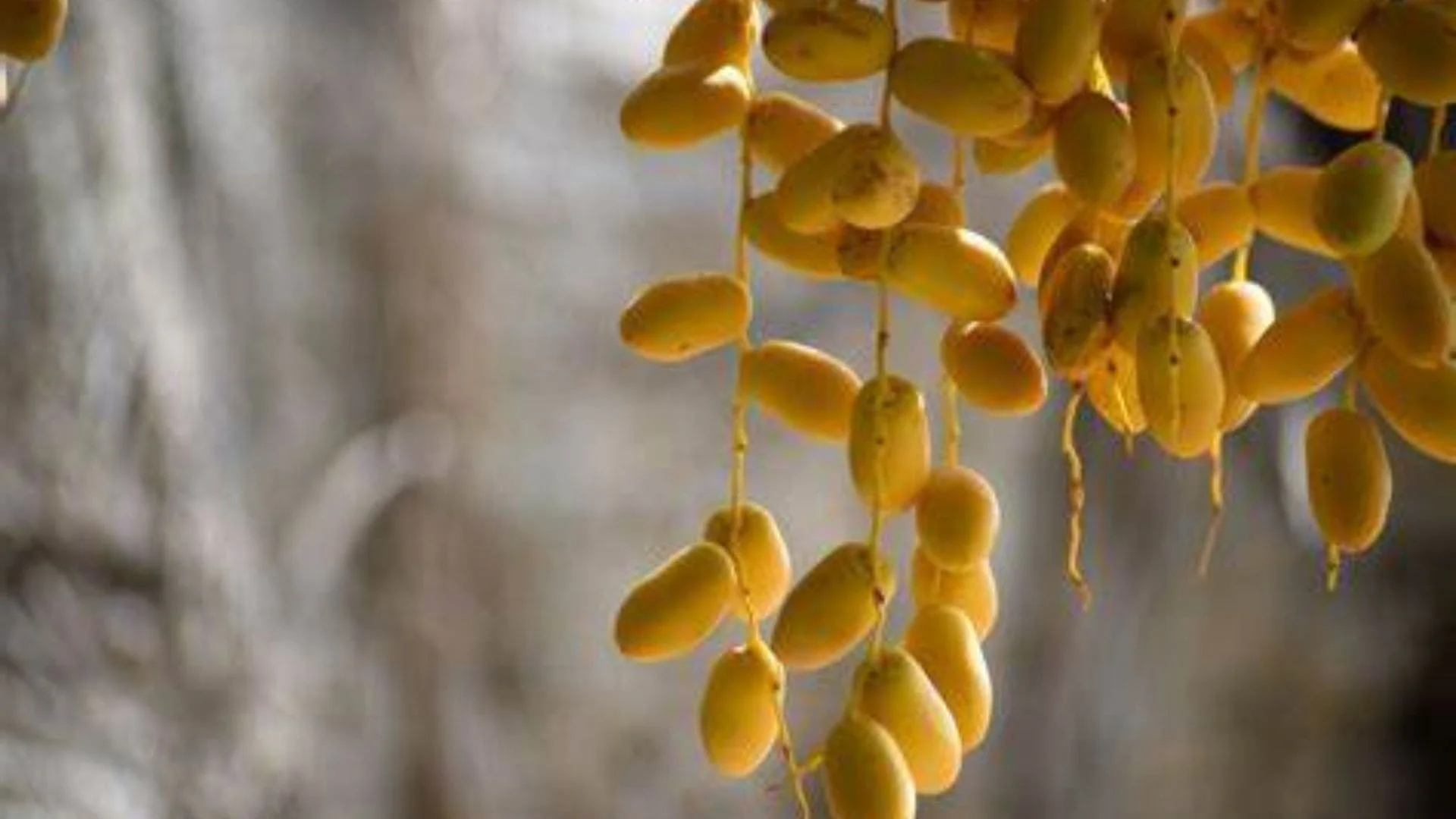 Eating-Dates-in-Winter-Season